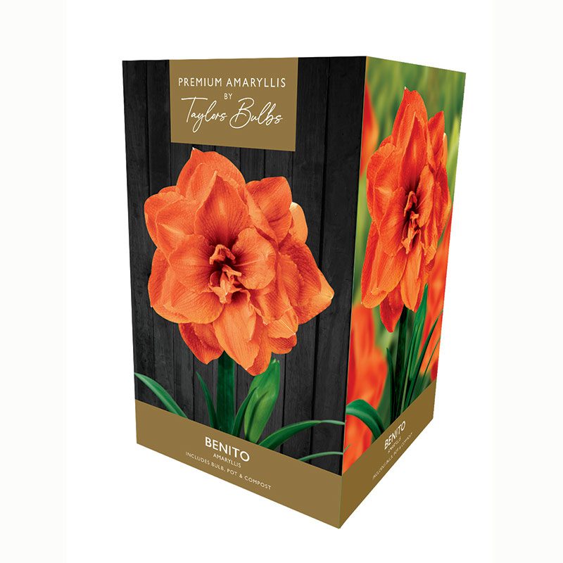 5015882041084 1 Taylors Premium Amaryllis Benito Bulb Gift Set.jpg